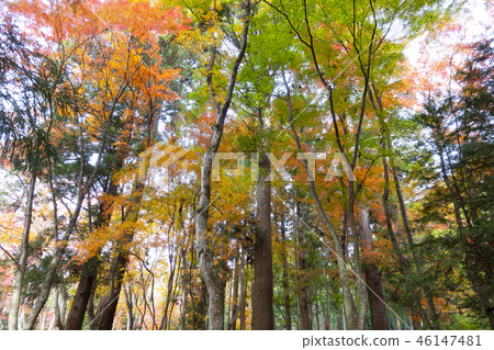 Autumn leaves / fall Autumn leaves / fall 46147481