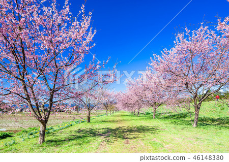 An Asakusamu Sakura of Kita Asaba 46148380
