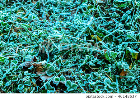 autumn leaves grass in the snow. background autumn leaves grass in the snow. background 46148637
