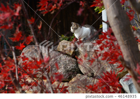 在漁港的貓 46148935
