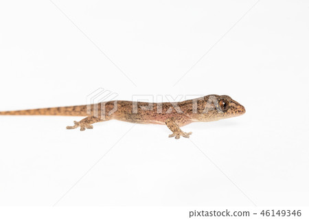 The small Comon House Gecko The small Comon House Gecko 46149346