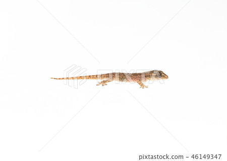 The small Comon House Gecko The small Comon House Gecko 46149347