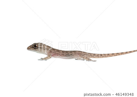 The small Comon House Gecko The small Comon House Gecko 46149348
