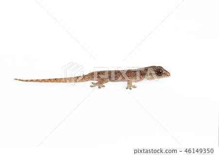 The small Comon House Gecko The small Comon House Gecko 46149350