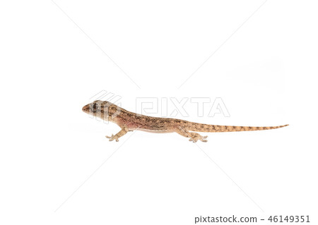 The small Comon House Gecko The small Comon House Gecko 46149351