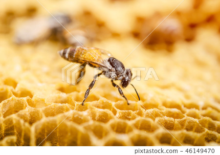 Working bee in a bee hive. Working bee in a bee hive. 46149470