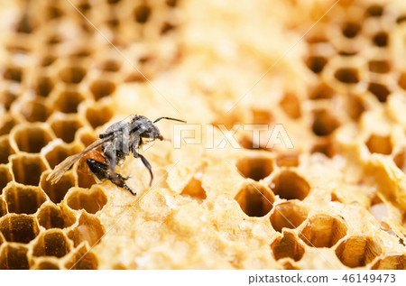 Working bee in a honeycomb. Working bee in a honeycomb. 46149473