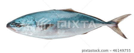 raw tuna fish raw tuna fish 46149755