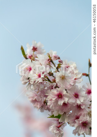 櫻花 櫻花 46150058
