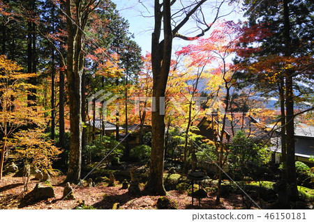 箱根92長安寺和五百佛的秋葉 照片素材 圖片 圖庫