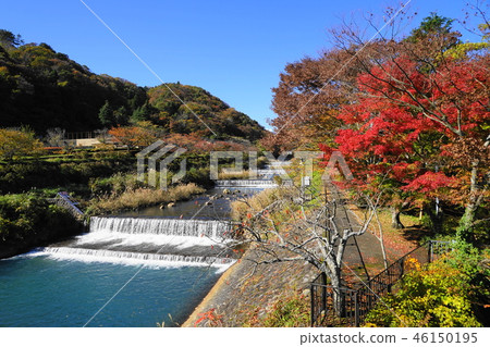Autumn leaves of Hakone 78 Miyajino Hayakawa embankment in November Autumn leaves of Hakone 78 Miyajino Hayakawa embankment in November 46150195