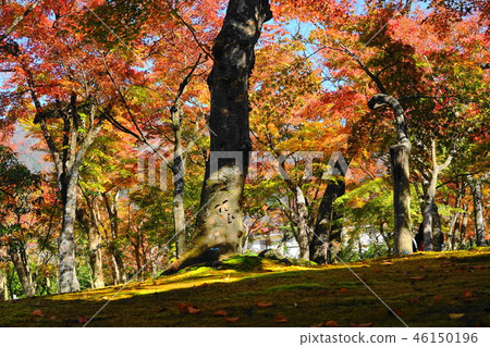 箱根77箱根美術館的秋葉 箱根77箱根美術館的秋葉 46150196