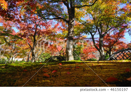 箱根76箱根藝術博物館的秋葉 46150197
