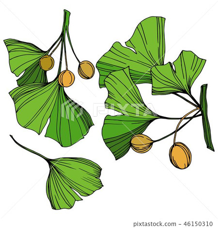 Vector Isolated ginkgo illustration element. Green leaf. Plant botanical garden floral foliage Vector Isolated ginkgo illustration element. Green leaf. Plant botanical garden floral foliage 46150310