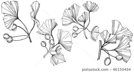Vector Isolated ginkgo illustration element. Leaf plant botanical garden foliage. Black and white 46150484