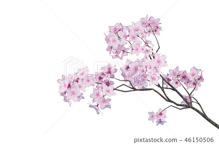 櫻花形象 櫻花形象 46150506