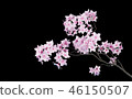 櫻花形象 46150507