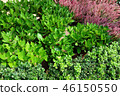 種植綠色桃紅色花綠色葉子和桃紅色花 46150550