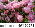 杜鵑花桃紅色花從事園藝的杜鵑花桃紅色花 46150551