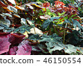 綠色葉子紅色葉子從事園藝的綠色葉子和紅色葉子從事園藝 46150554