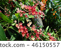 Oncidium紅色花從事園藝的Oncidium紅色花 46150557