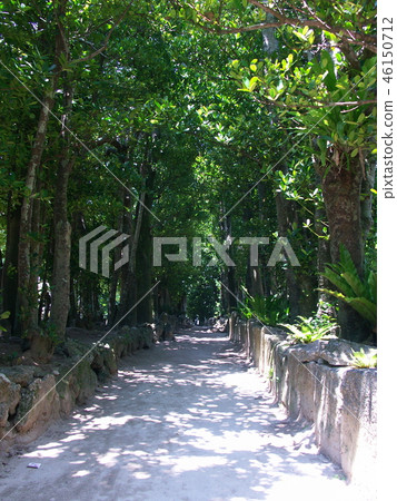 [Okinawa] Motobu town Bise Fukugi lined trees 46150712