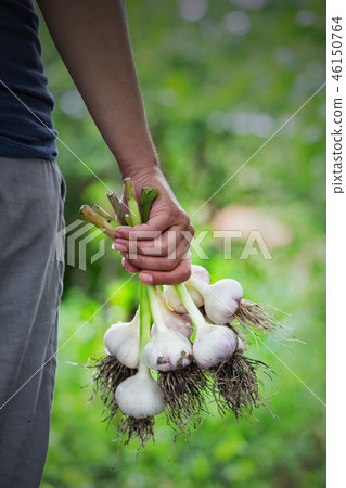 Garlic harvest in hands of woman farmer Garlic harvest in hands of woman farmer 46150764