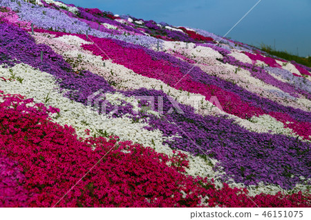 Moss phlox  46151075