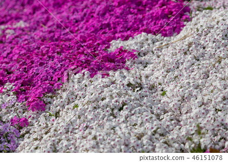 Moss phlox  46151078