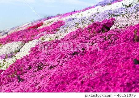 Moss phlox  46151079