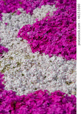 Moss phlox Moss phlox 46151080