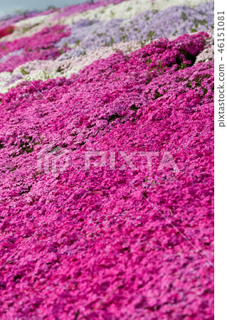 Moss phlox  46151081