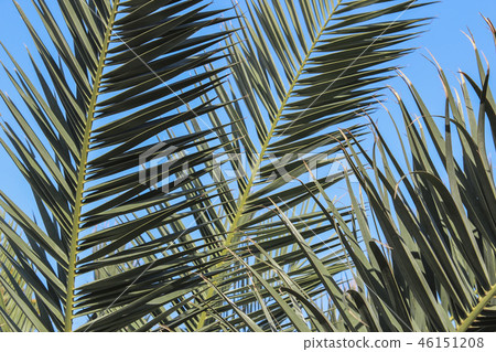 Palm leaves Palm leaves 46151208