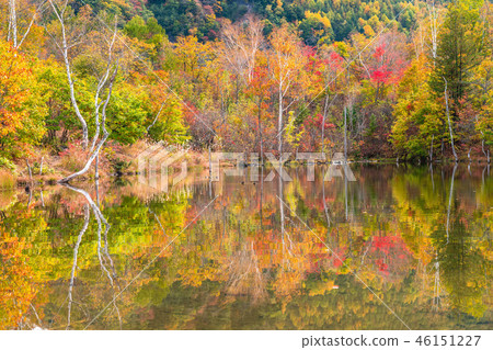 《長野縣》 Norikura高原/舞名池《秋天》 46151227