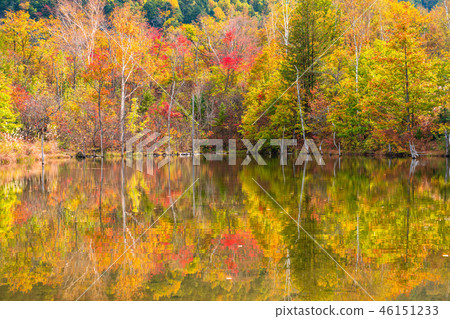 《長野縣》 Norikura高原/舞名池《秋天》 46151233