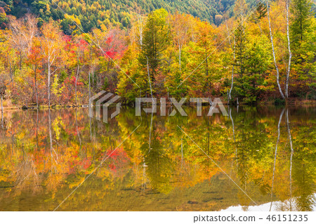 《長野縣》 Norikura高原/舞名池《秋天》 46151235