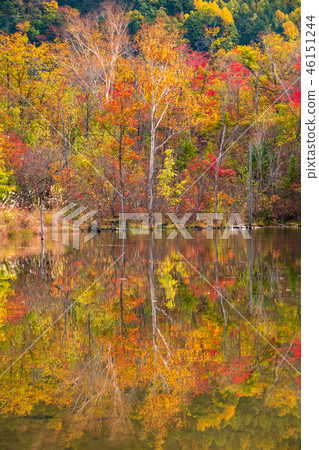 《長野縣》 Norikura高原/舞名池《秋天》 46151244