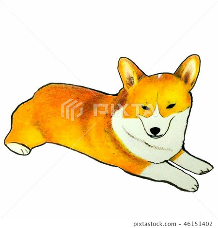 俯視而俯視的柯基犬 46151402