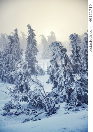 Trees branches bent under snow and hoarfrost  46151719