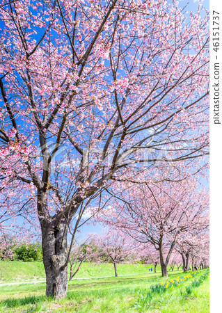 An Asakusamu Sakura of Kita Asaba 46151737