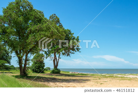 Sea view with shady trees suitable for relaxation. Sea view with shady trees suitable for relaxation. 46151812