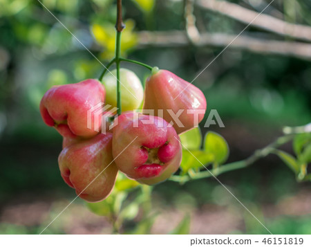 rose apple on a natural tree 46151819