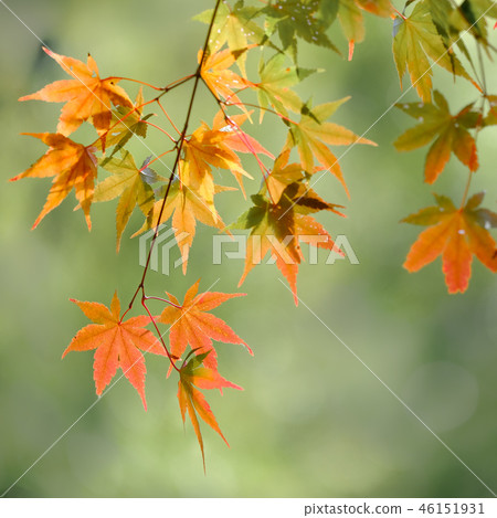 秋葉的光輝 46151931