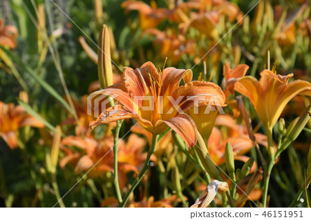 Flowers of orange lilies. Lilies among the grass. 46151951