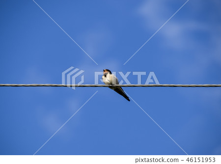 Swallows on the wires. Swallows against the blue sky. The swallo Swallows on the wires. Swallows against the blue sky. The swallo 46151953
