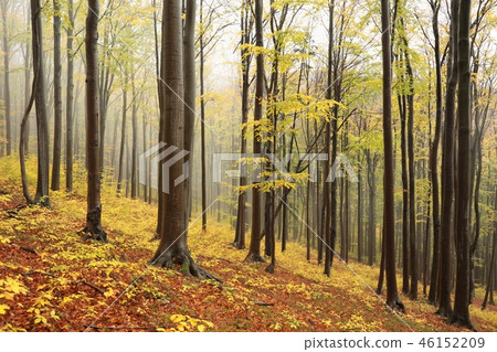 Autumn beech forest in the fog Autumn beech forest in the fog 46152209