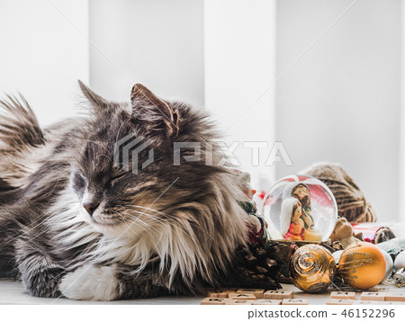Charming kitten and Christmas decorations Charming kitten and Christmas decorations 46152296