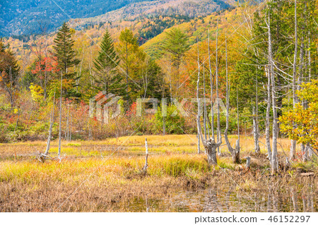 << Nagano Prefecture> Norikura plateau in the fall << Nagano Prefecture> Norikura plateau in the fall 46152297