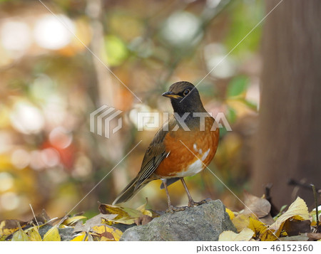 Oohkahara Oohkahara 46152360