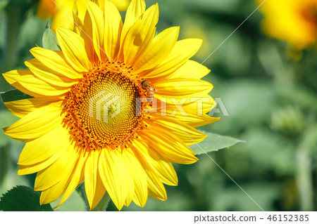 台灣,楊梅,花季,季節,太陽花,向日葵節 台灣,楊梅,花季,季節,太陽花,向日葵節 46152385